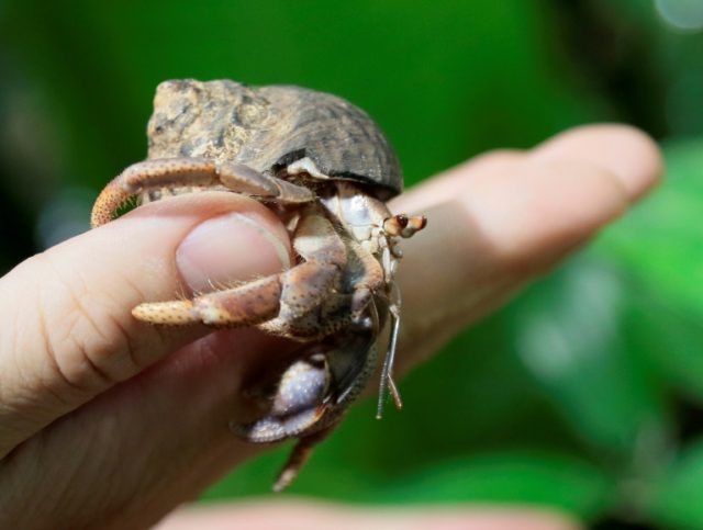 'Junk' science? For some crabs at least, size does matter