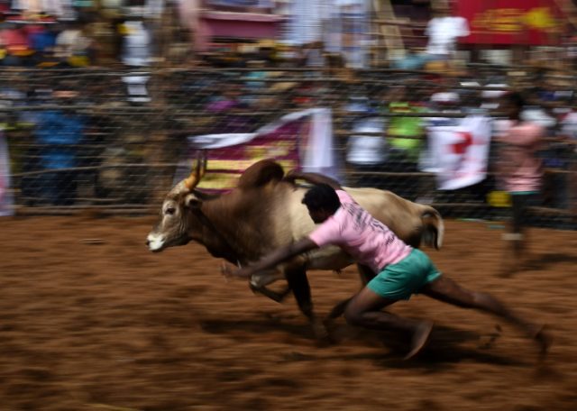 Dozens injured on day one of Indian bull-wrestling festival