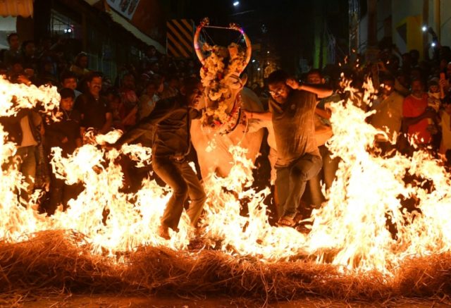 Cows walk on fire in India's harvest festival