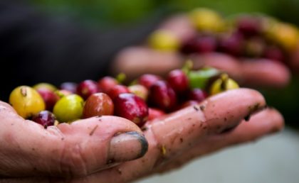 60 percent of coffee varieties face 'extinction risk'