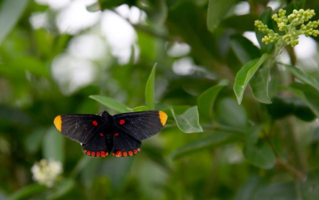 Butterflies, the unlikely victims of Trump's border wall