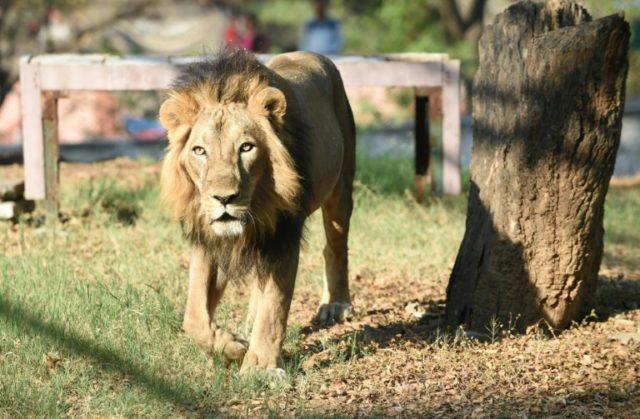 Indian man killed by lion after scaling zoo wall