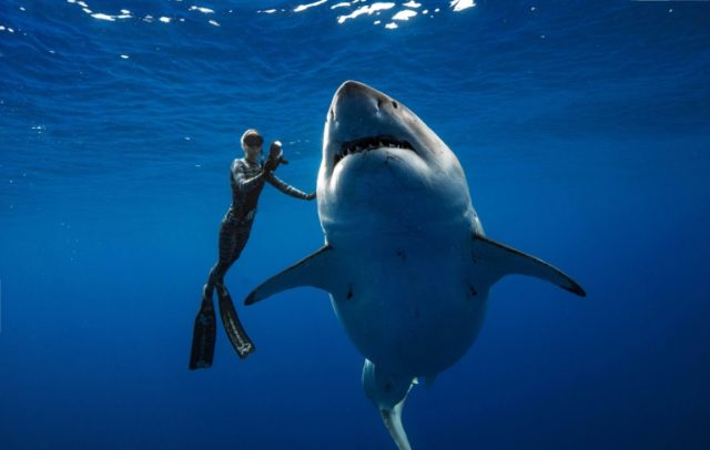 Divers spot giant white shark off Hawaii coast