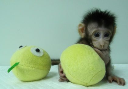 China clones gene-edited monkeys to aid disorder research