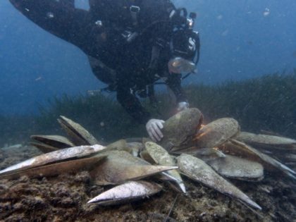 Tiny killer threatens giant clam, aquatic emblem of the Med