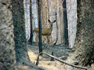 Fatal disease similar to mad cow spreading in America's deer