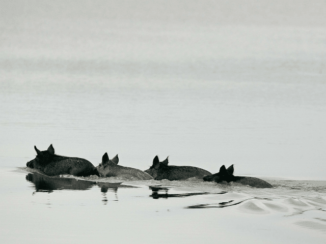 Four wild hogs swim across a body of water in the Merritt Island National Wildlife Refuge