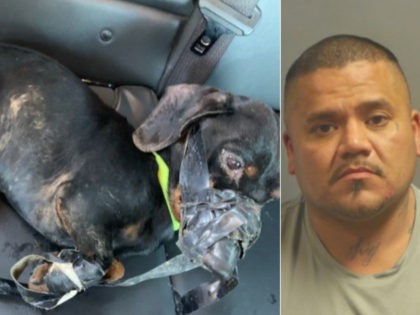 A dog named Flick, along with suspect Paul Garcia - collage.