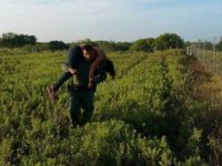 FLF-Border-Patrol-Agents-rescue-female-subject-1-e1439334233489-640x477 Falfurrias Station Border Patrol agents rescues a migrant woman who human smugglers left behind to die. (File Photo: U.S. Border Patrol/Rio Grande Valley Sector)