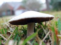 Mushroom