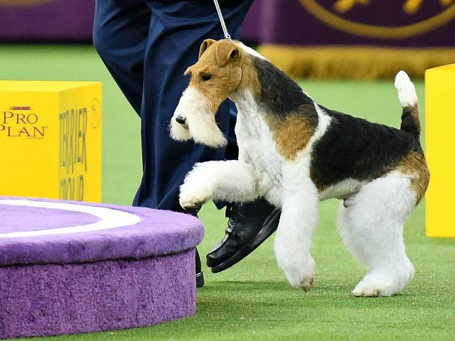 NEW YORK, NEW YORK - FEBRUARY 12: Wire Fox Terrier 'King' and handler celebrate after winn