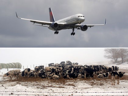 airplane-cows-getty