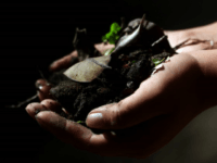 PULLMAN, Wash. - Washington State University wants to start a pilot program to test methods of decomposing human bodies that could offer an alternative to burial or cremation.