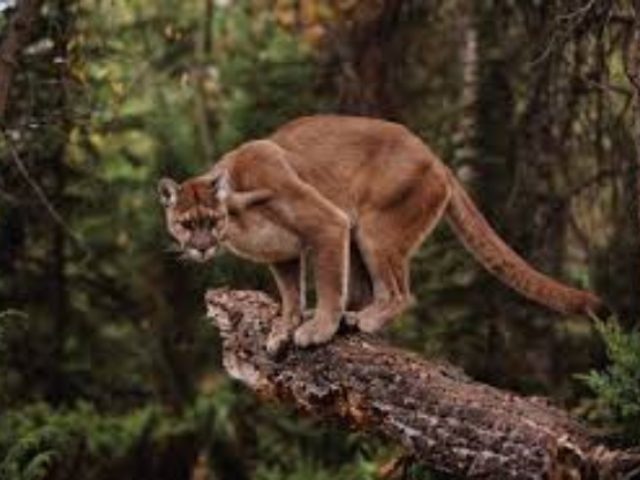 Mountain Lion