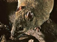 Bramble Cay Melomys