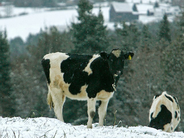 A cow grazes in a snow-covered pasture in East Montpelier, Vt.,on Wednesday, Oct. 29, 2008. More snow and wind is in the forecast for Vermont Wednesday as the storm works its way through the northern part of the state. (AP Photo/Toby Talbot)