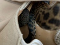 spotted-python-found-trip-australia-to-scotland-scottish-spca-photo Snake on a Plane: Australian Woman Discovers Python in Shoe