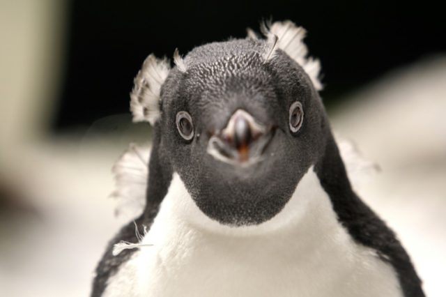 Mexican zoo welcomes baby penguins