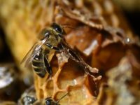 One-in-six species of bees have gone regionally extinct somewhere in the world World seeing 'catastrophic collapse' of insects: study
