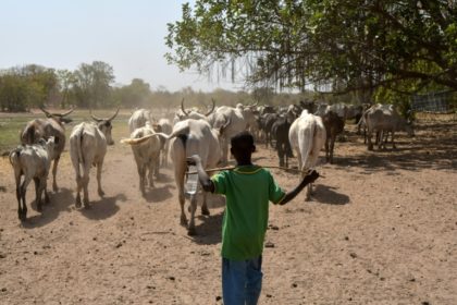 After deadly clashes, Ivorian farmers and herders try dialogue