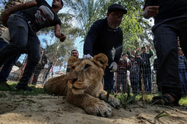 In the Gaza Strip pet a lion, declawed