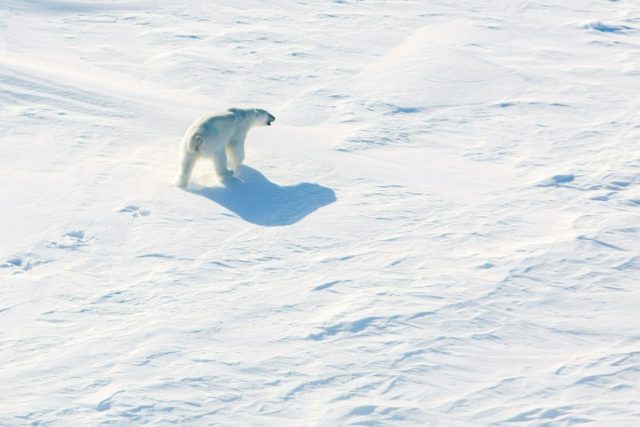 'Invasion' of polar bears in Russian Arctic over