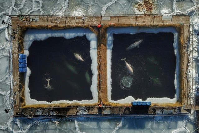 In Russia, a battle to free nearly 100 captured whales