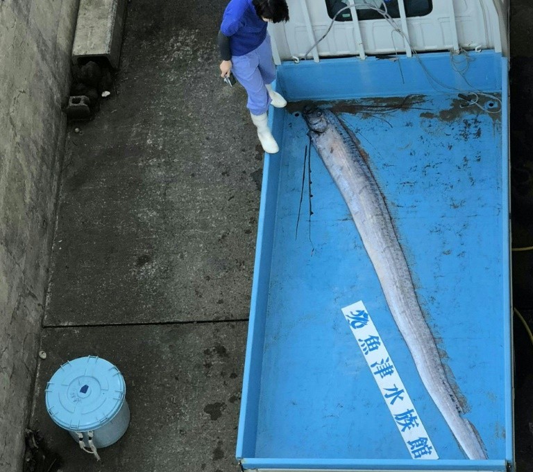 Rare oarfish, seen as harbingers of doom, snagged in Japan Breitbart