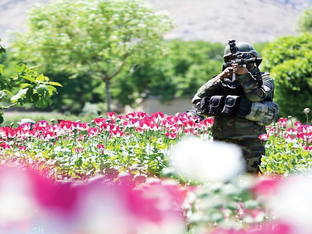 An Afghan National Army commando with 3rd Company, 1st Special Operations Kandak, looks through his scope as he patrols through a poppy field during a clearing operation in Khugyani district, Nangarhar province, Afghanistan, May 9, 2013. Afghan and coalition forces conducted the operation in order to disrupt insurgent networks and …