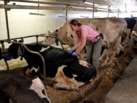 Tina Hinchley ecourages a cow to stand as she goes about her evening milking chores on the family farm she shares with her husband Duane on April 25, 2017 near Cambridge, Wisconsin.
