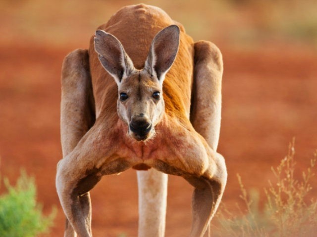 WATCH: Australian Man Punches Kangaroo, Saves Dog from Drowning
