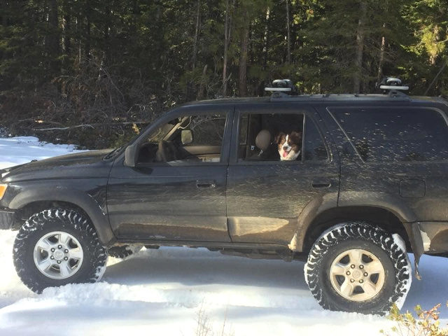 Jeremy Taylor's dog Ally after being rescued.