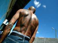 Tegucigalpa, HONDURAS: An unidentified member of the Mara Salvatrucha 'MS-13' (juvenile gang) shows his tatoos in the unit where he is kept imprisioned in the National Penitentiary in Tamara, 30km north of Tegucigalpa, 01 February 2006. AFP PHOTO/Elmer MARTINEZ (Photo credit should read ELMER MARTINEZ/AFP/Getty Images)