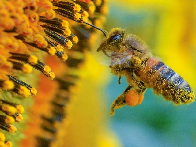 A bee collects pollen from a sunflower on July 5, 2016 on a field near Frankfurt an der Od