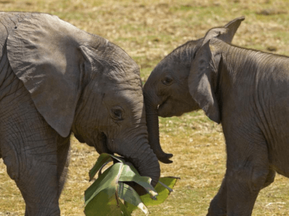 Two African elephants, like the ones shown here at the San Diego Zoo, have died within sev