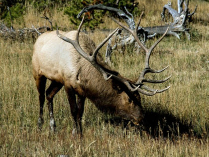 US Supreme Court takes on tribal rights, treaties and elk hunting (AFP/File KAREN BLEIER)