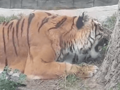 HEARTBREAKING images show miserable tigers, bears and monkeys languishing in an abandoned zoo two months after it closed have sparked outrage. Activists say the animals left at The Parque Zoologico Prudencio Navarro on Spain’s Costa de la Luz are at the brink of death.