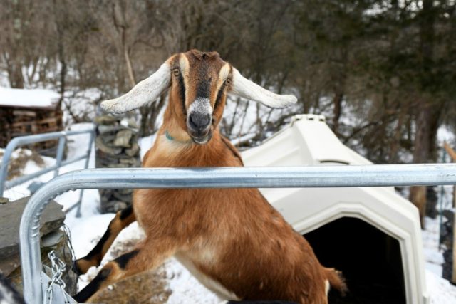 You've got to be kidding! US town elects goat as 'mayor'
