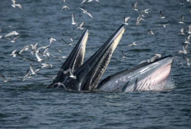 South African man escapes jaws of whale