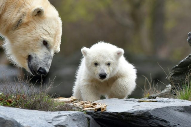 Cuddly polar bear cub makes splash in Berlin debut