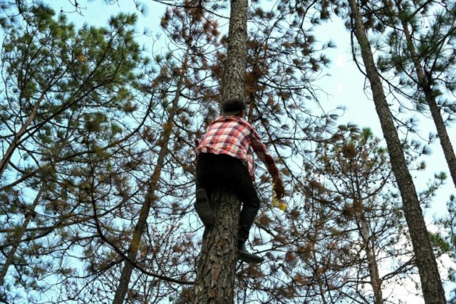 From tree killing beetles to crop disease: Central America's struggles with drought