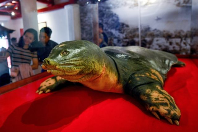 Eternal shell: Sacred turtle embalmed in Hanoi