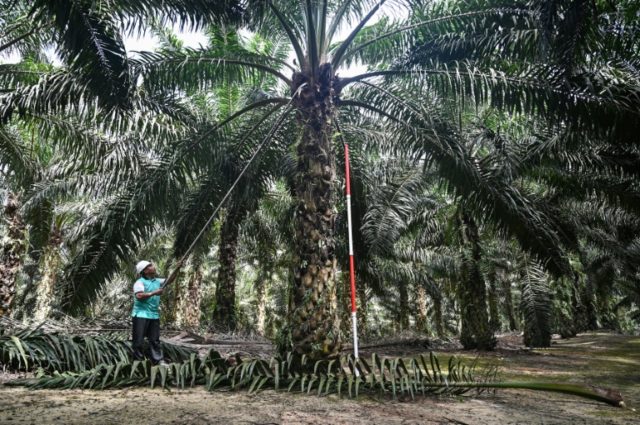 Malaysia threatens EU fighter jet boycott over palm oil