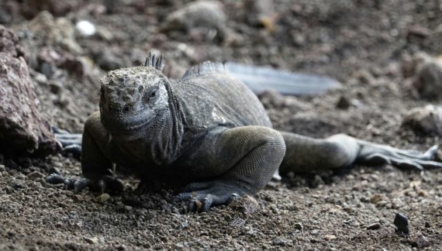 Plastic microparticles threaten unique Galapagos fauna