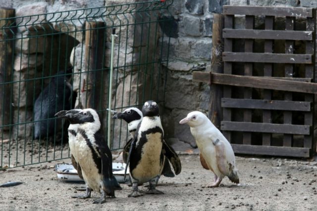 Rare albino penguin makes debut at Polish zoo