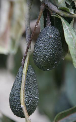 Henry Avocado issues recall for possible listeria contamination