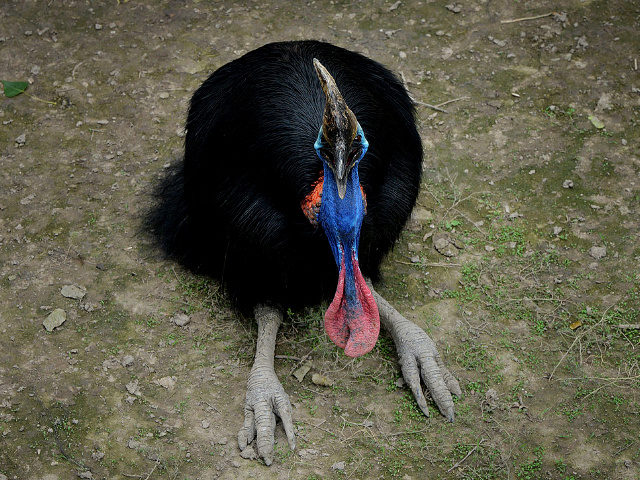 A cassowary bird that is native to Australia and New Guinea rainforests is seen in it's en