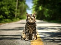 Catcrop