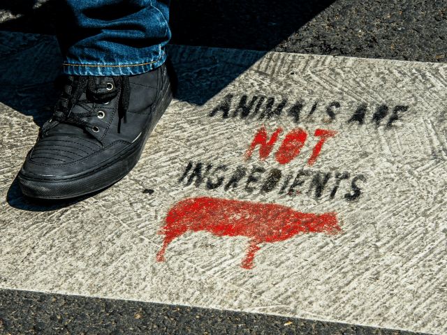 A person walks on a vegan slogan painted on a crosswalk and reading "animals are not ingredients", in a street of Lille, northern France, on August 2, 2018. (Photo by PHILIPPE HUGUEN / AFP) (Photo credit should read PHILIPPE HUGUEN/AFP/Getty Images)