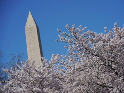 The Washington monument is seen through cherry blossoms at the tidal basin on April 1, 2019 in Washington, DC. (Photo by MANDEL NGAN / AFP) (Photo credit should read MANDEL NGAN/AFP/Getty Images)